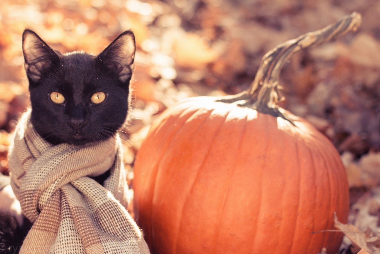 Happy Halloween! - 8