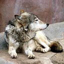 ���� ���������, ������ - ��������� 29 ������� 2019 � ������ �wolf�