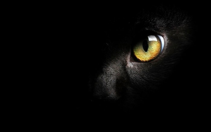 Я подолгу смотрю в глаза нашей кошке. Иногда я вижу там кокетство. Порой – спокойную, хозяйскую ...