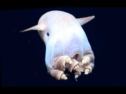 Осьминог Дамбо. Гримпотевтис