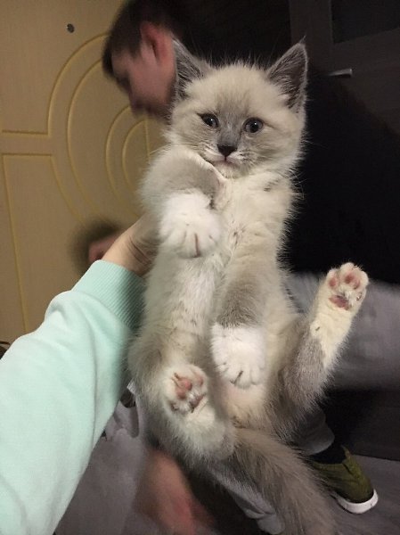 #Безкота_добро.Нашли в подъезде . Забрали в семью из двух котов . Теперь их у нас три . - 2