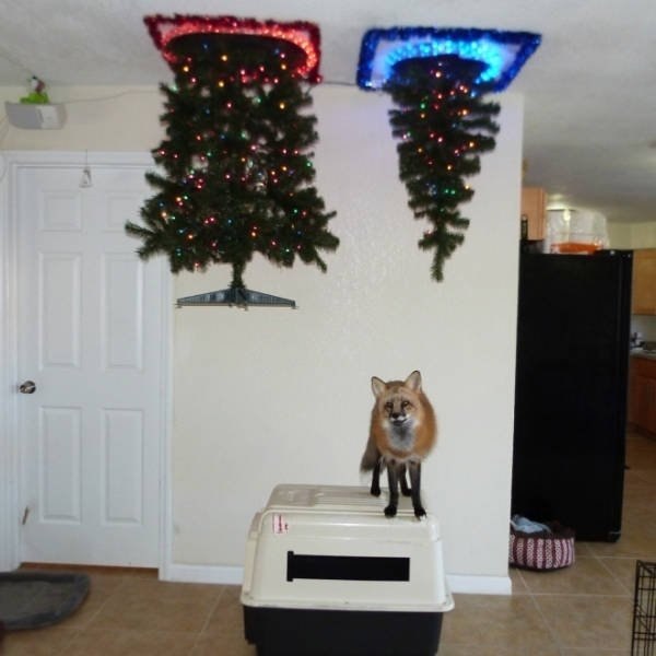  o o o o!
