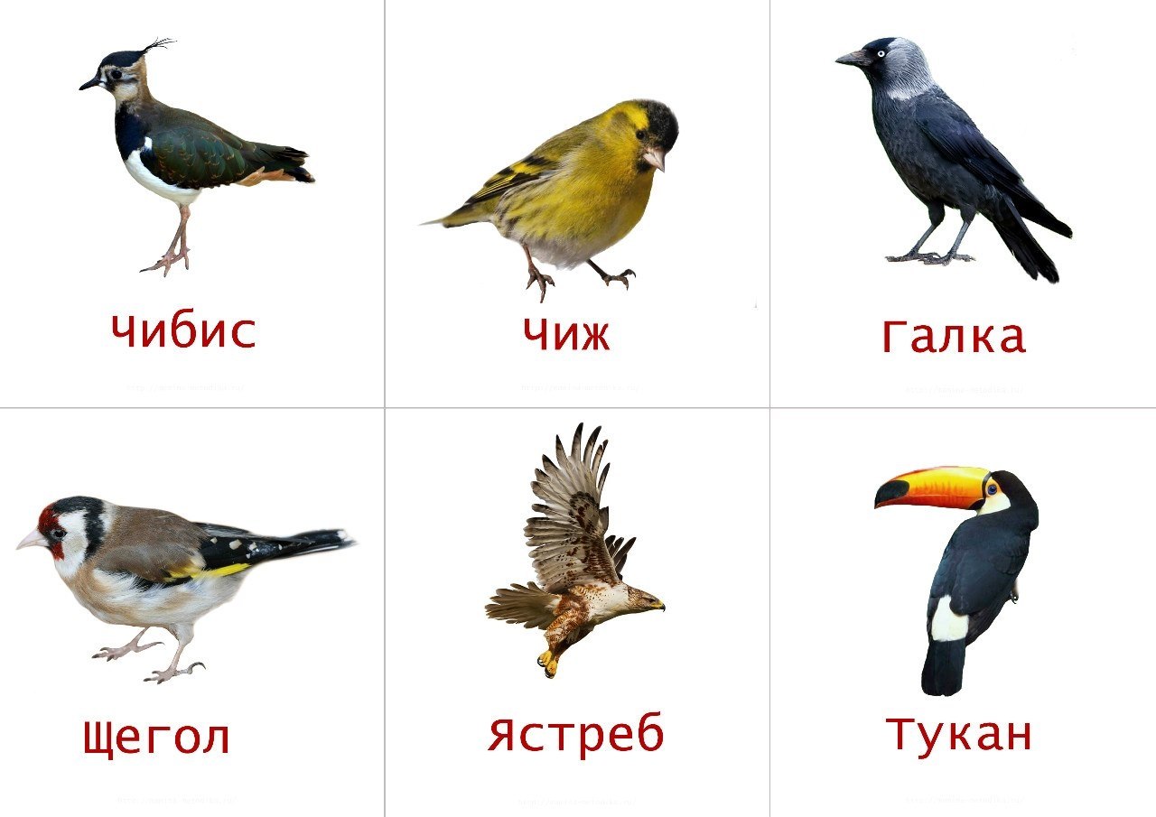    .   ,    : -, -? ()   ... - 3