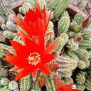 ���� Vidoje, �������, 61 ��� - ��������� 22 ���� 2020 � ������ ������ ��������