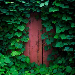 ����, ���������