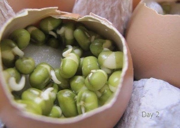 А Вы уже вырастили таких смешных человечков? Огород в яичных скорлупках. Отличный эксперимент для ... - 5