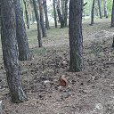  Irishka))),  -  18  2020   ))))