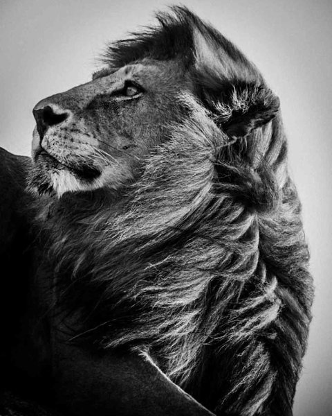  Laurent Baheux - 2