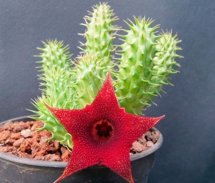 . ,   (Huernia)     (Asclepiadaceae).  ...