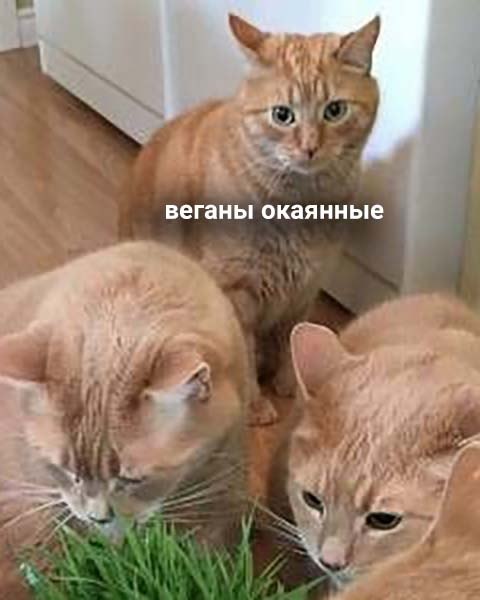    ,    - 2