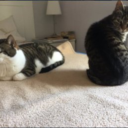 Yu, ���������, 55 ���