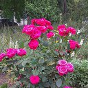 ���� Bojenochca, ���� - ��������� 14 ���� 2020 � ������ ���� ����������