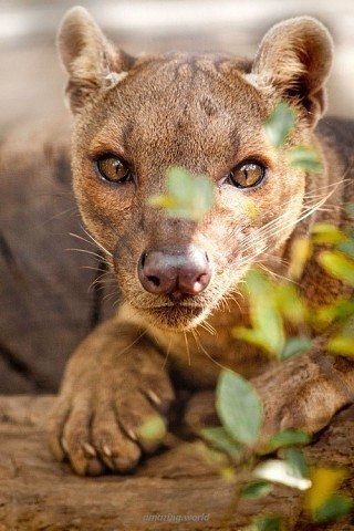 ae a occ - oapoaee e eoae ocpoa aaacap. - 7