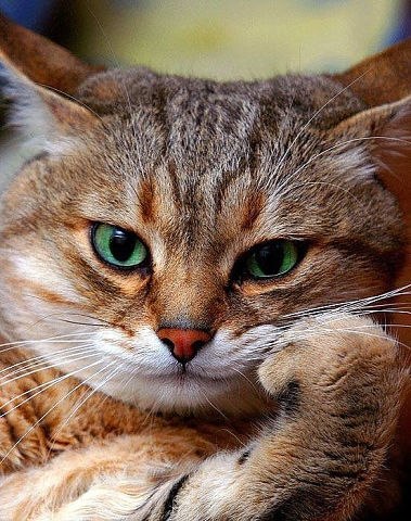      .   -  :   ,   ... - 3