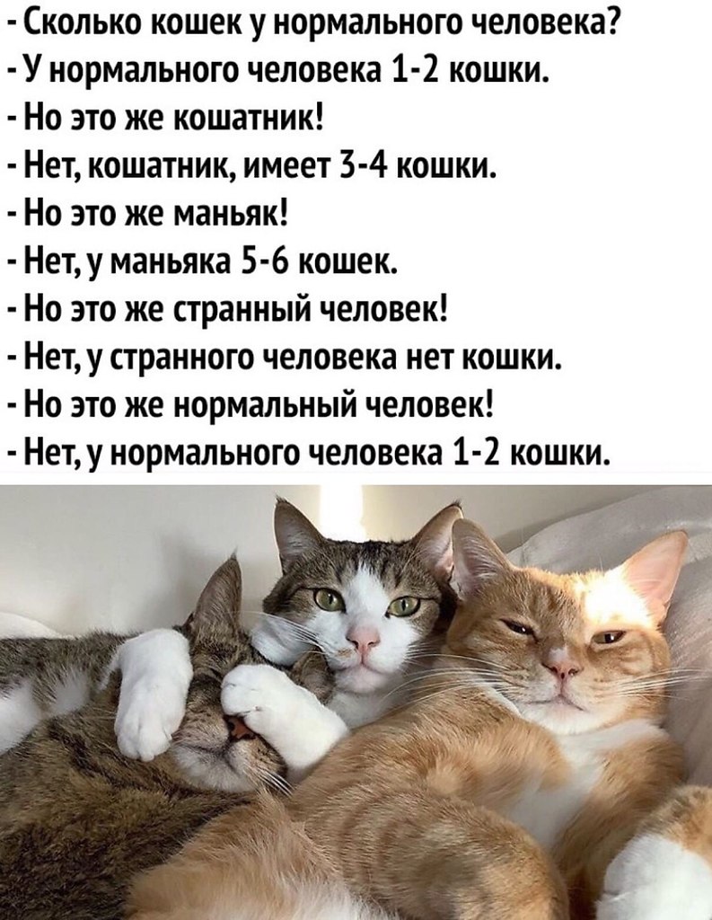 У котов сколько жизней