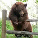 ���� ���, �������, 39 ��� - ��������� 15 ����� 2020