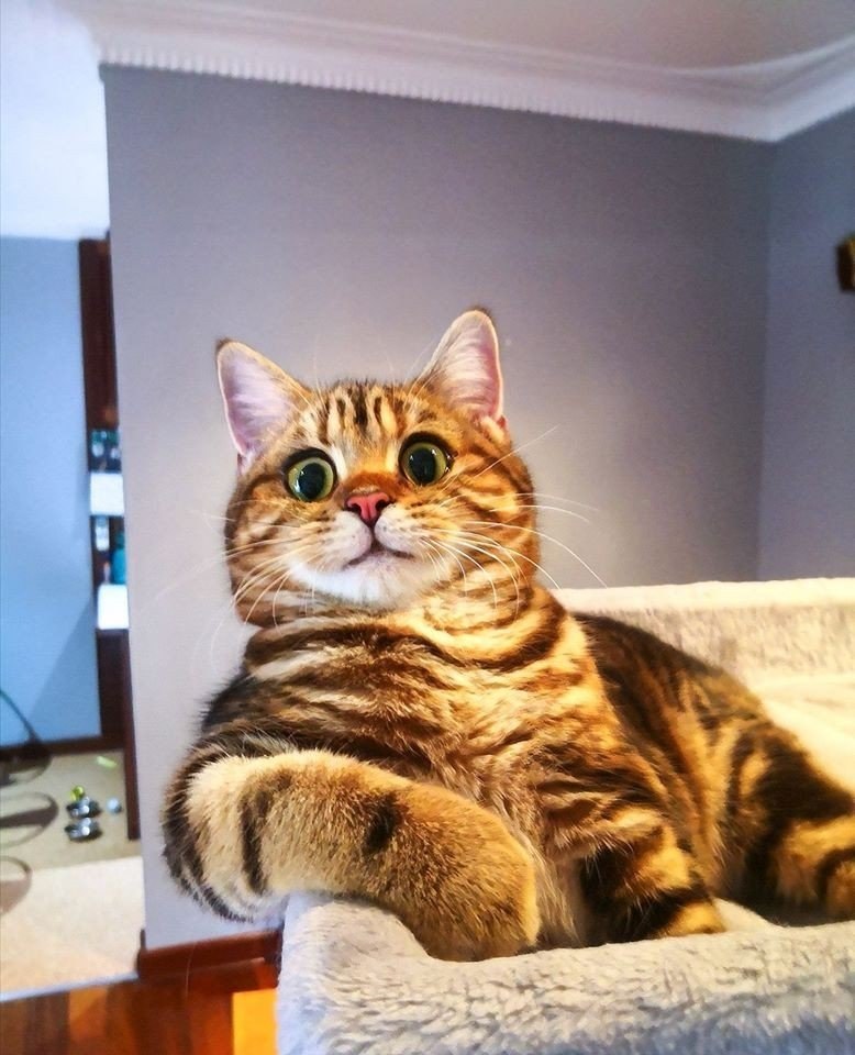 Кот в каждый дом. В каждом доме нужен кот. Приют муркоша котята. Котики на каждый день. Кот охотится на окне.