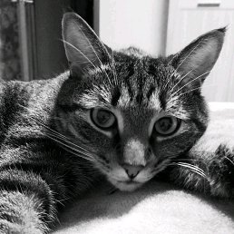 ���� ����, ���������, 43 ���� - ��������� 22 ������ 2020