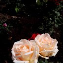  ,  -  3  2020     2020