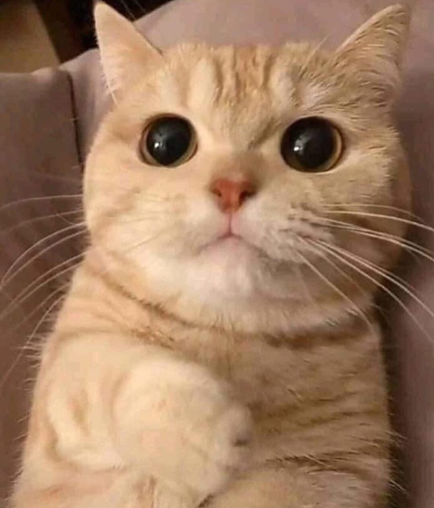 - Ke  eae paoa? -   ? - 4
