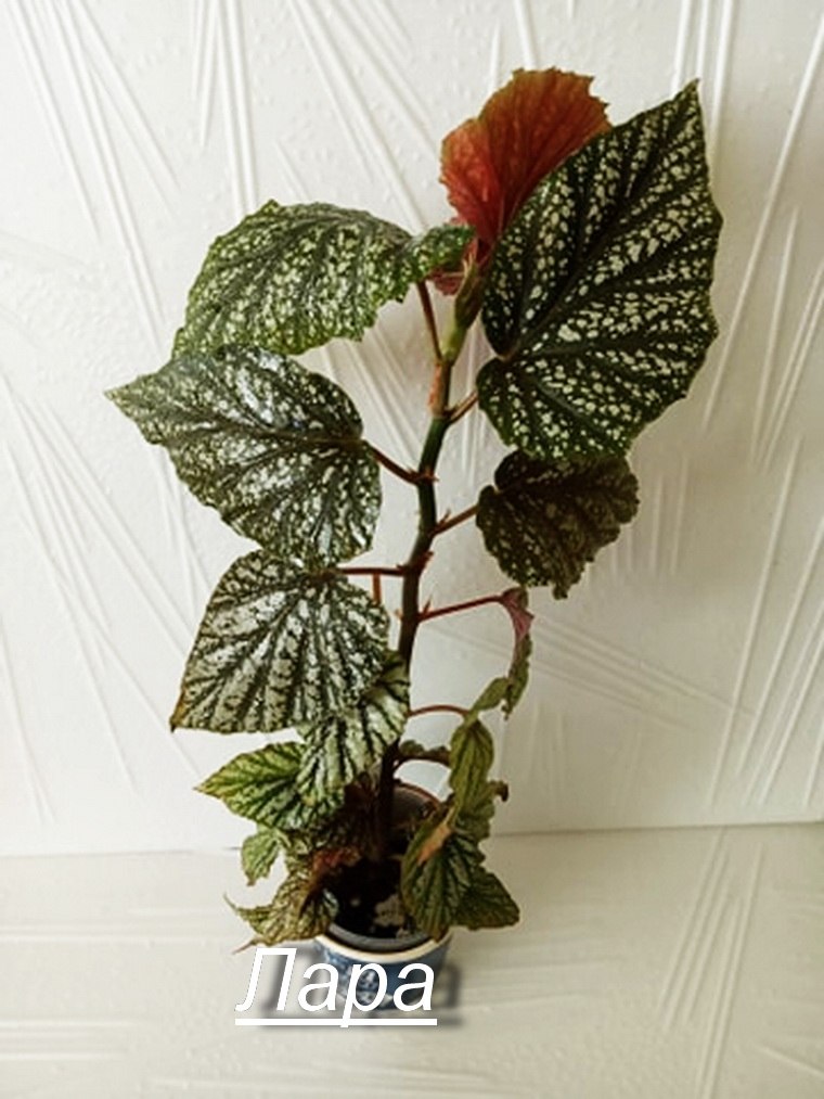  Begonia argenteo-guttata--.  ,   ...
