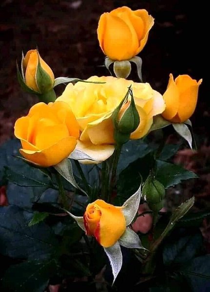   ,    . - 29  2020  22:45 - 2