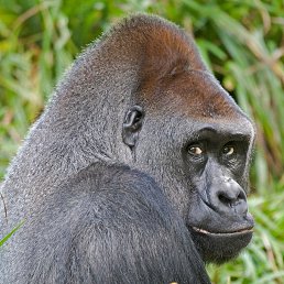 Nazar, ������, 47 ���