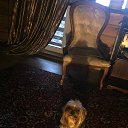 ���� ����..., ���������� - ��������� 22 ������� 2020 � ������ �������
