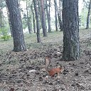  Irishka))),  -  18  2020   ))))