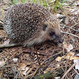 ������, ������, 40 ���