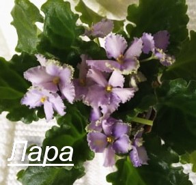  Optimara EverGrace (R. Holtkamp)