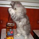 ���� �������, �����-��������� - ��������� 13 ������� 2020