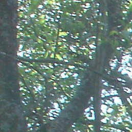 �������, ������ ��������, 81 ���