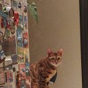 ���� �������, ������, 37 ��� - ��������� 29 ������� 2020 � ������ ���� ����������