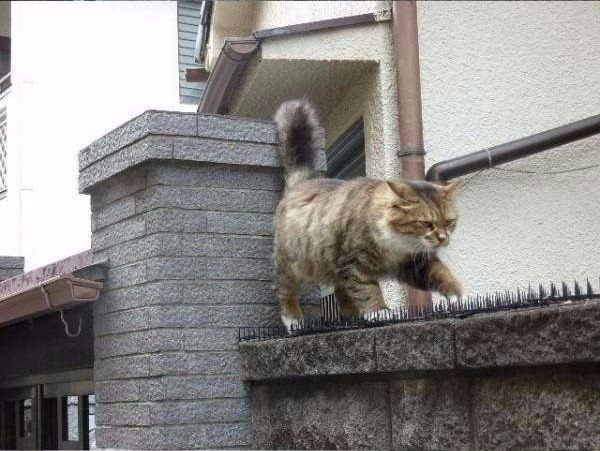 o oo, oop   pepa.   - 2