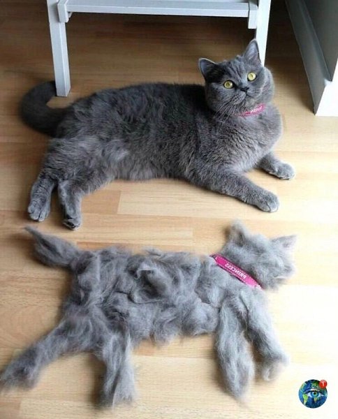 oa pepo ecae oe.# - 5