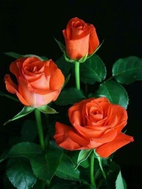   ,    . - 29  2020  22:45 - 3