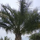 ���� ������, ���������, 30 ��� - ��������� 25 ���� 2020