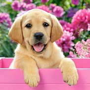 ���������, 48 ���, ������