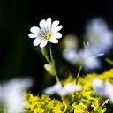  Shnoyi,  -  10  2020    
