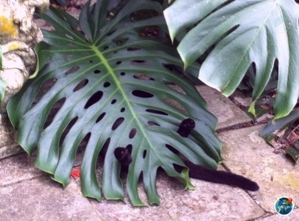   : e  - a  , e   e ! - 8