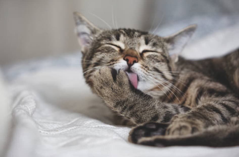      .   -  :   ,   ... - 2