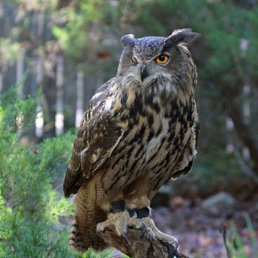 ���� Fuks, ����, 106 ��� - ��������� 10 ������ 2020