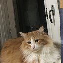 ���� �������, ������������, 62 ���� - ��������� 7 ������ 2020 � ������ ���� ����������
