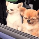 ���� ������, ����������, 53 ���� - ��������� 31 ����� 2020 � ������ ���� ����������