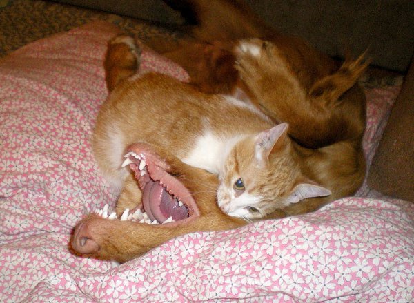 #Безкота_добро.Свою Репу мы приобрели неожиданно. В 2012 году, в августе, я шла с собакой по городу, ... - 3