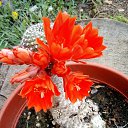 ���� Vidoje, �������, 61 ��� - ��������� 22 ���� 2020 � ������ ������ ��������