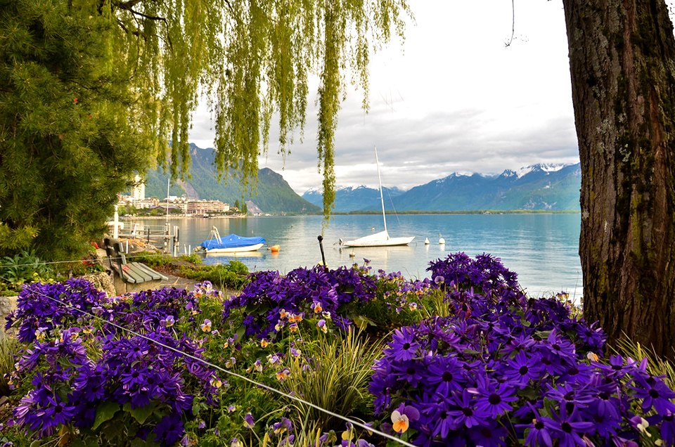 Ш (MONTREUX),.  25     ,     ...
