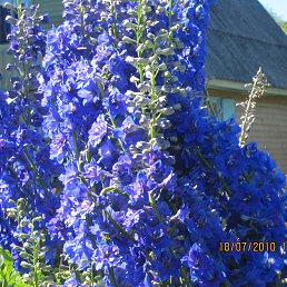 ������, �����������, 35 ���