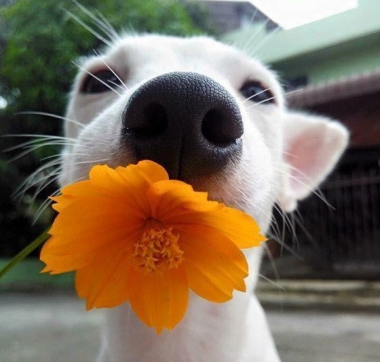 eeee apoee - 6